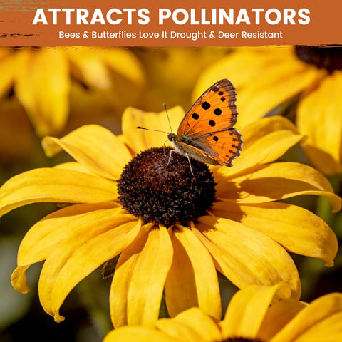 PLANTMEW deer-resistant seeds reduce grazing pressure in borders.
