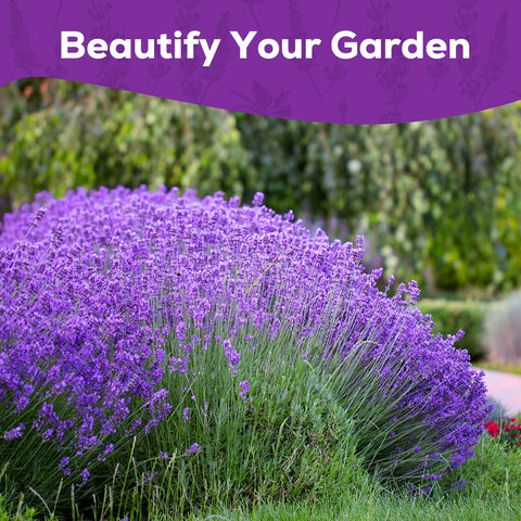 PLANTMEW lavender for DIY sachets and potpourri projects.