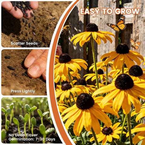 PLANTMEW drought-tolerant seeds thrive in full sun and varied soils.