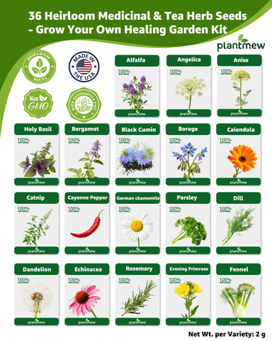 PLANTMEW echinacea seeds for vibrant garden blends and teas.