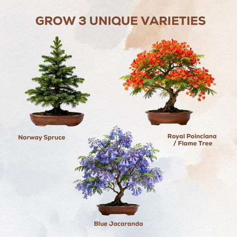 PLANTMEW Eco-friendly planter and soil support sustainable bonsai growth
