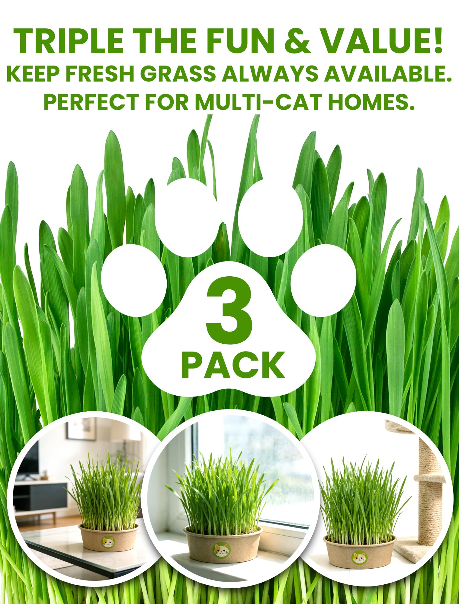 PLANTMEW eco-friendly biodegradable pots support sustainable cat grass growth.