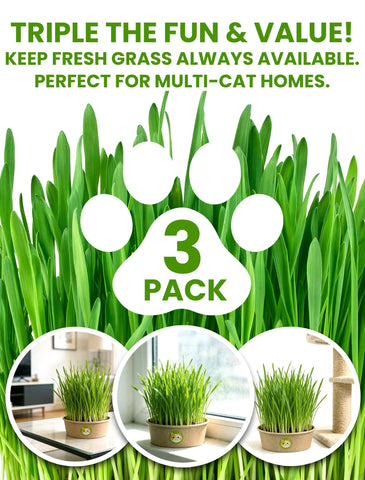 PLANTMEW eco-friendly biodegradable pots support sustainable cat grass growth.