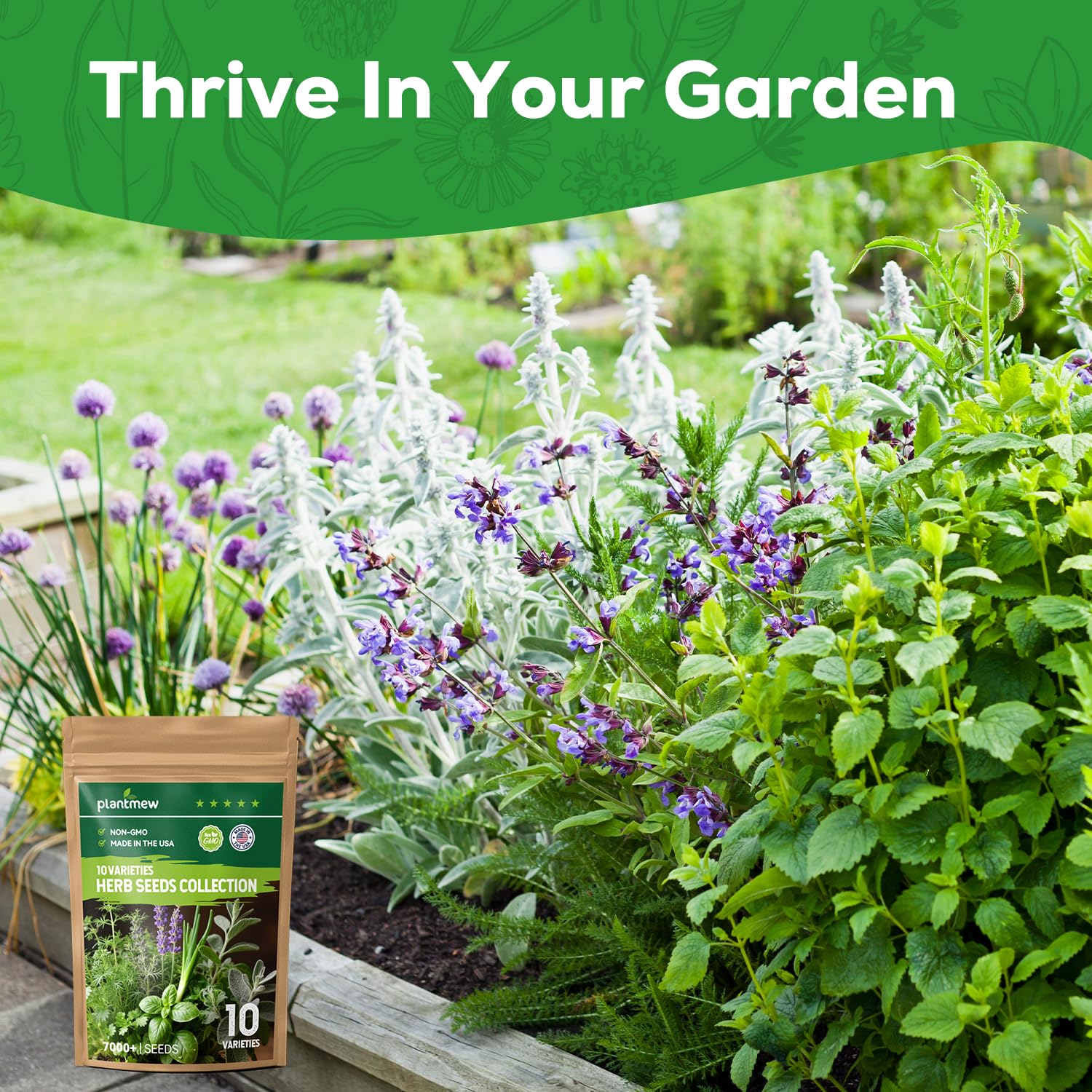 PLANTMEW English lavender seeds for fragrant bouquets and pots.