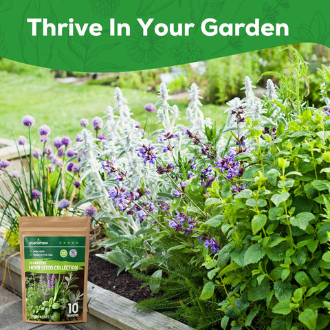 PLANTMEW English lavender seeds for fragrant bouquets and pots.