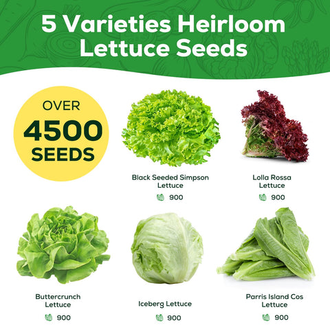 PlantMew five-varieties lettuce collection – continuous harvest readiness