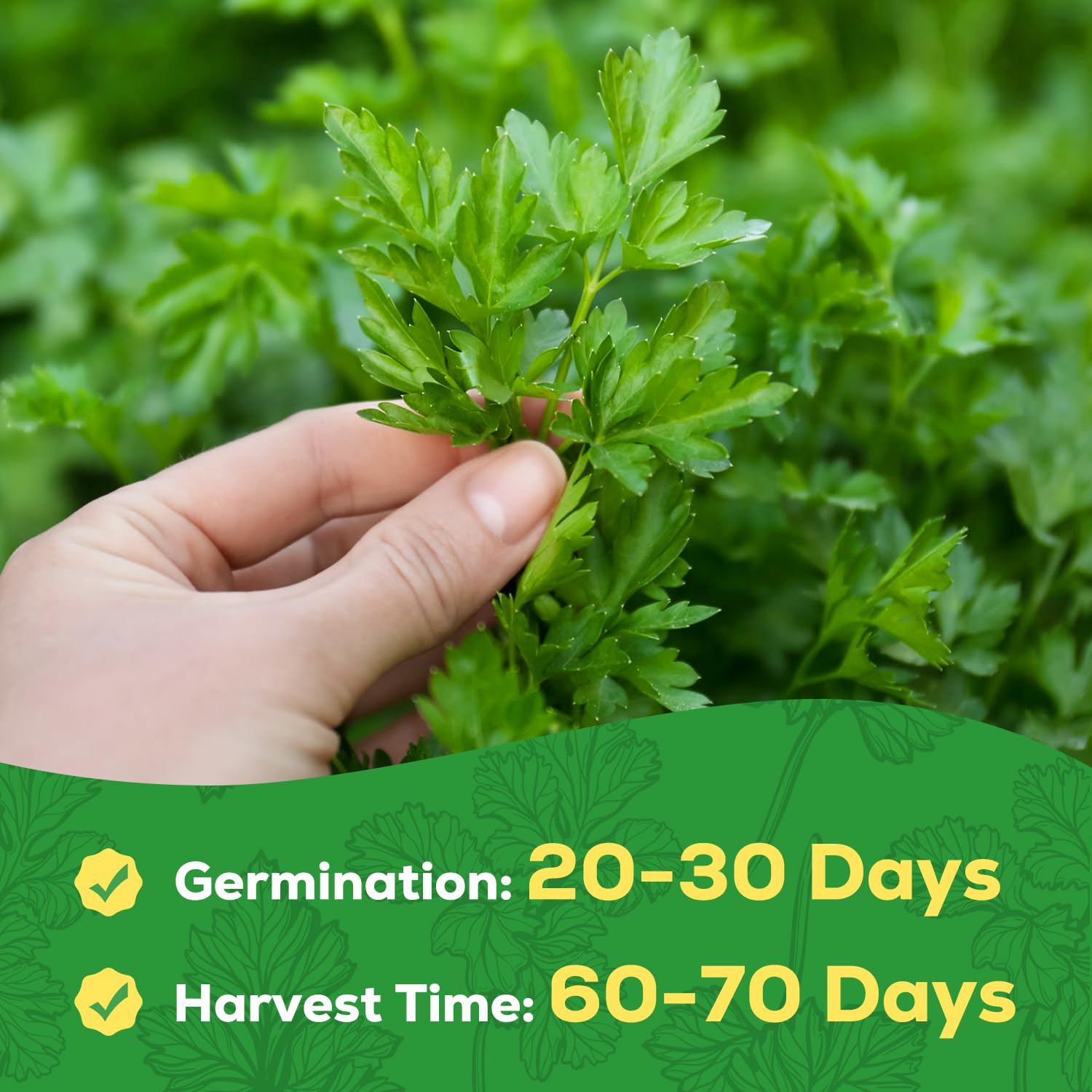 Large flat-dark-green PLANTMEW parsley leaves ready to garnish meals.