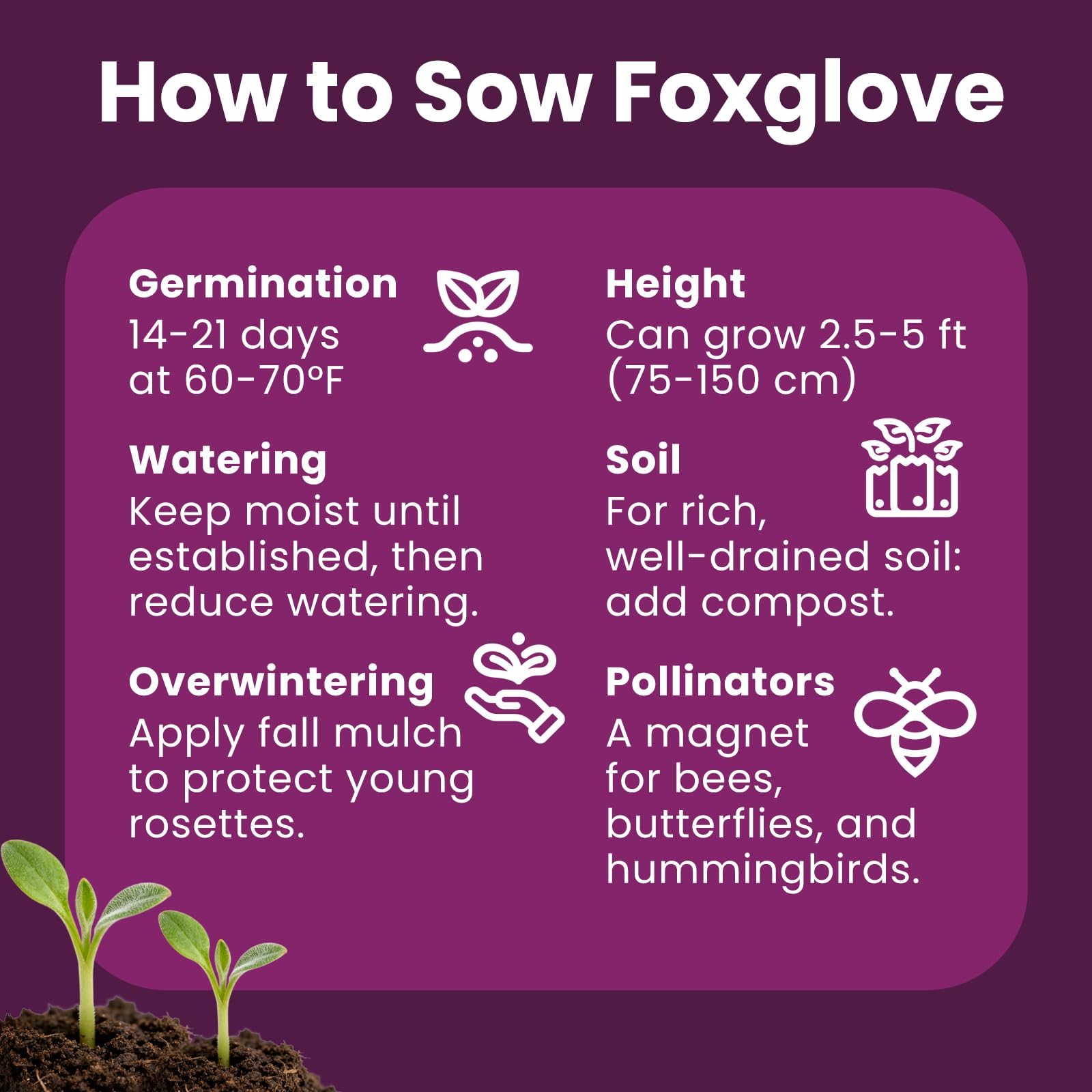 PLANTMEW Foxglove thrives in partial shade with moist, well-drained soil