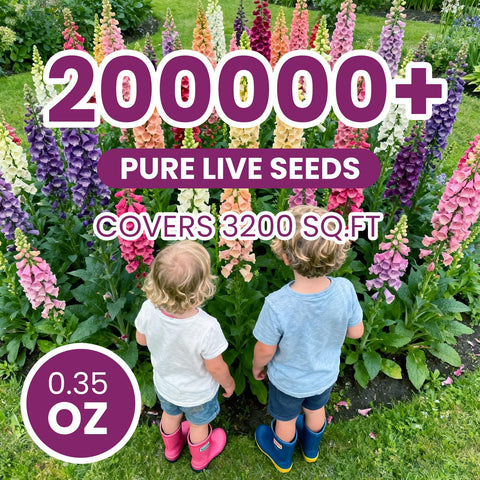 PLANTMEW Foxglove contributes pink and white bells along garden borders
