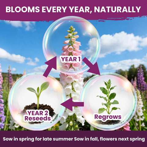 PLANTMEW Foxglove attracts bees and hummingbirds to borders