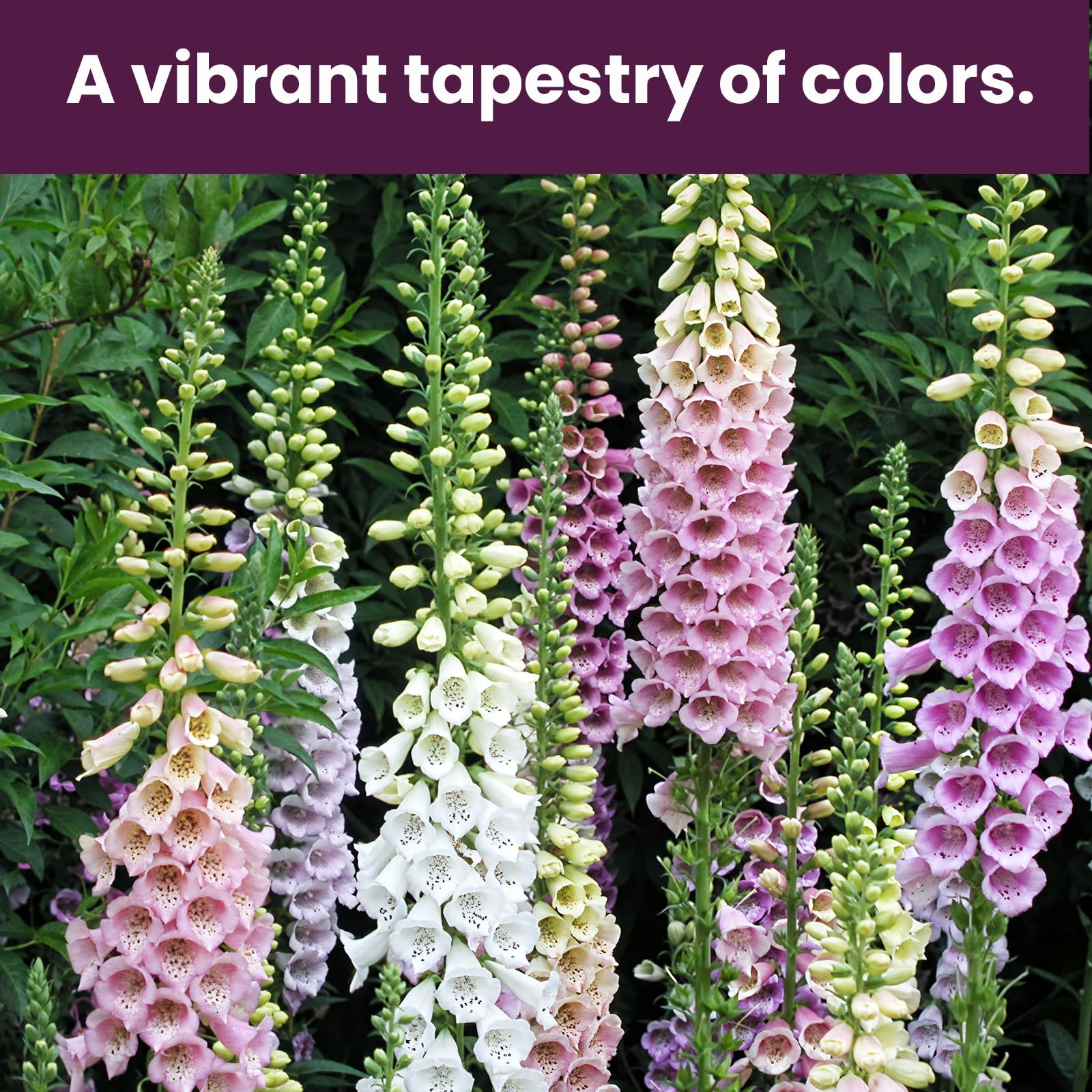 PLANTMEW Foxglove blooms form tall spires of pink and white bells