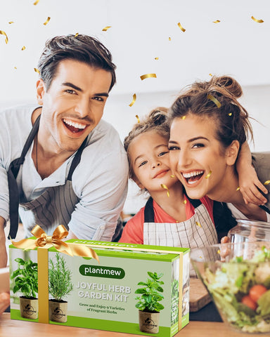 PLANTMEW fresh herbs for cooking ready to harvest in your kitchen.