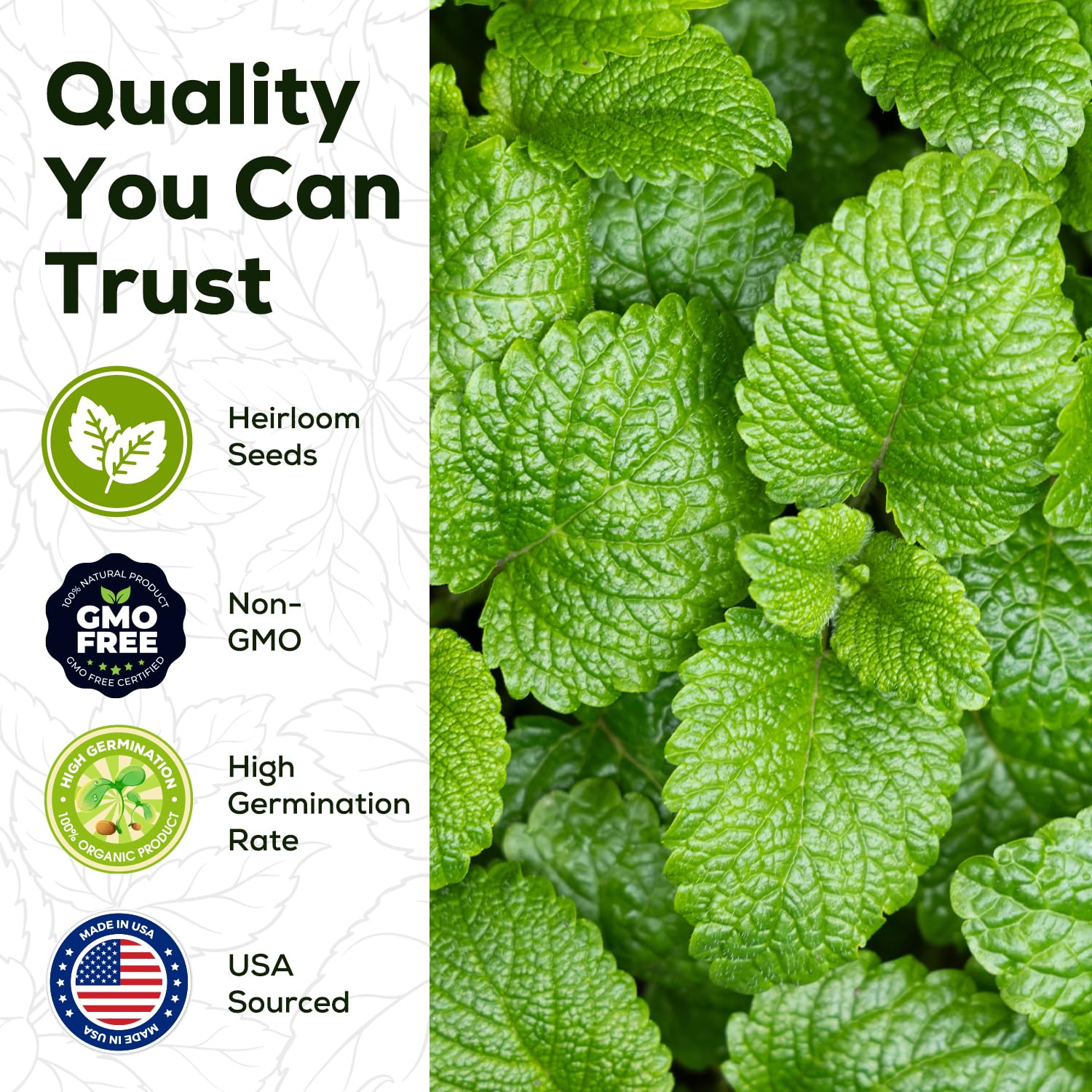 PLANTMEW fresh spearmint leaves ideal for tea