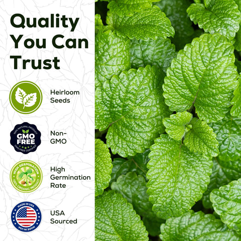 PLANTMEW fresh spearmint leaves ideal for tea