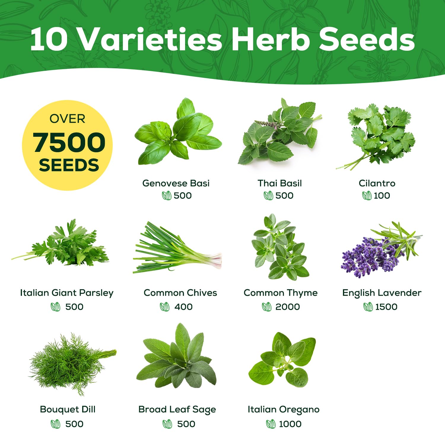 PLANTMEW Genovese basil seeds for robust, aromatic leaves ideal for sauces.