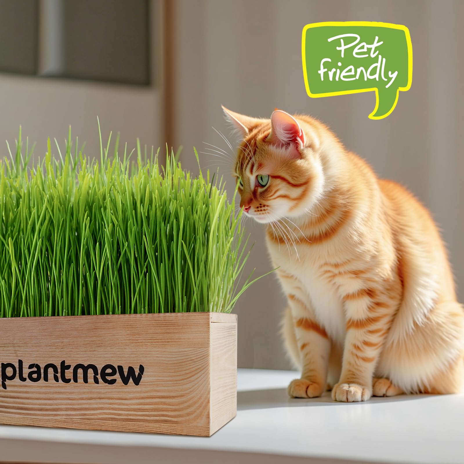 PlantMEW gift-ready packaging ideal for gifting to cat lovers.