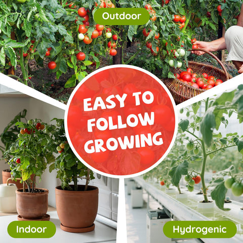 PLANTMEW green zebra tomato seeds for tart, eye-catching harvests.