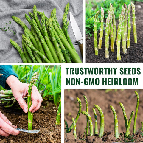 PLANTMEW harvest-ready asparagus plants promise season-long producing potential.