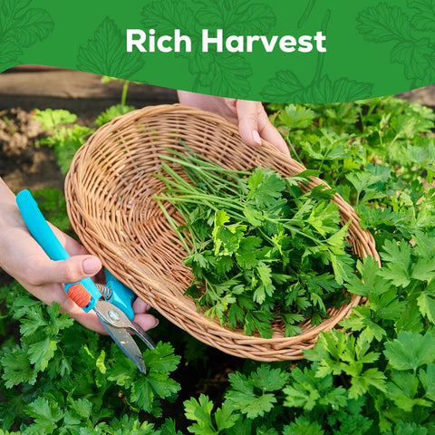 Harvest-ready PLANTMEW Italian Giant Parsley with aromatic, robust leaves.