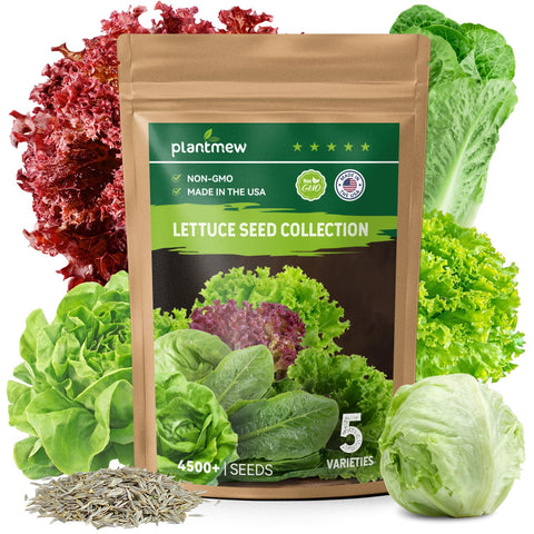 PlantMew heirloom lettuce seeds pack – five varieties for home gardens