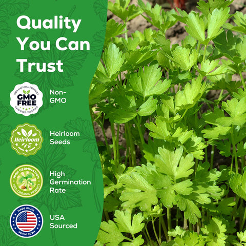 PLANTMEW heirloom seeds close-up showing non-GMO open-pollinated quality.