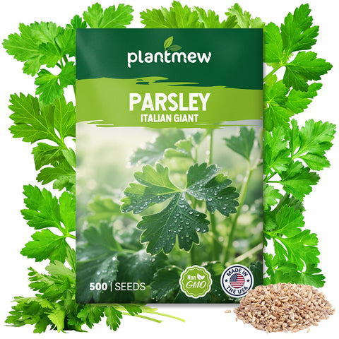 PLANTMEW Italian Giant Parsley seeds pack ready to start a heritage herb garden.