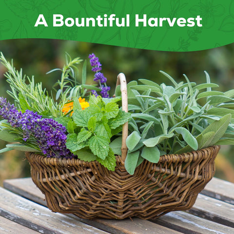PLANTMEW Italian parsley seeds for fresh garnish and vibrant herb beds.