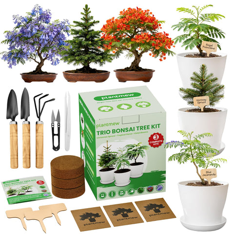 PLANTMEW Jacaranda Bonsai Starter Kit box for a relaxing indoor gardening hobby