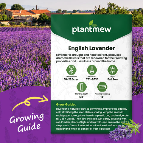 PLANTMEW lavender flower spikes in bloom attract pollinators.
