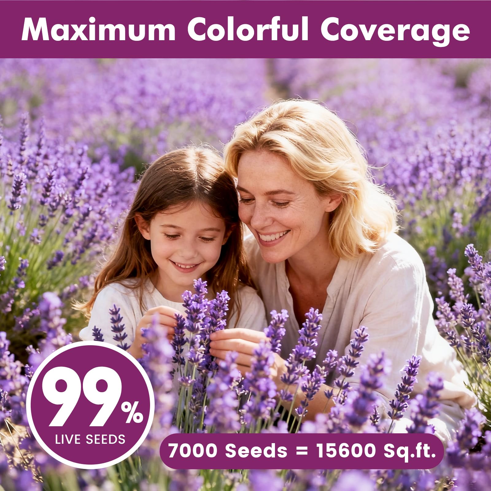 PLANTMEW lavender blooms with fragrant purple flowers for borders.