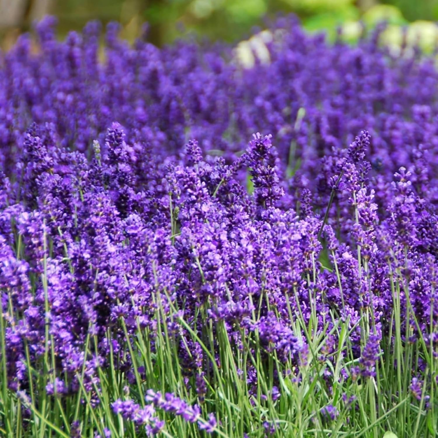 PLANTMEW lavender seeds count over 7000 offers many planting opportunities.