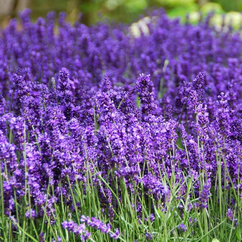 PLANTMEW lavender seeds count over 7000 offers many planting opportunities.