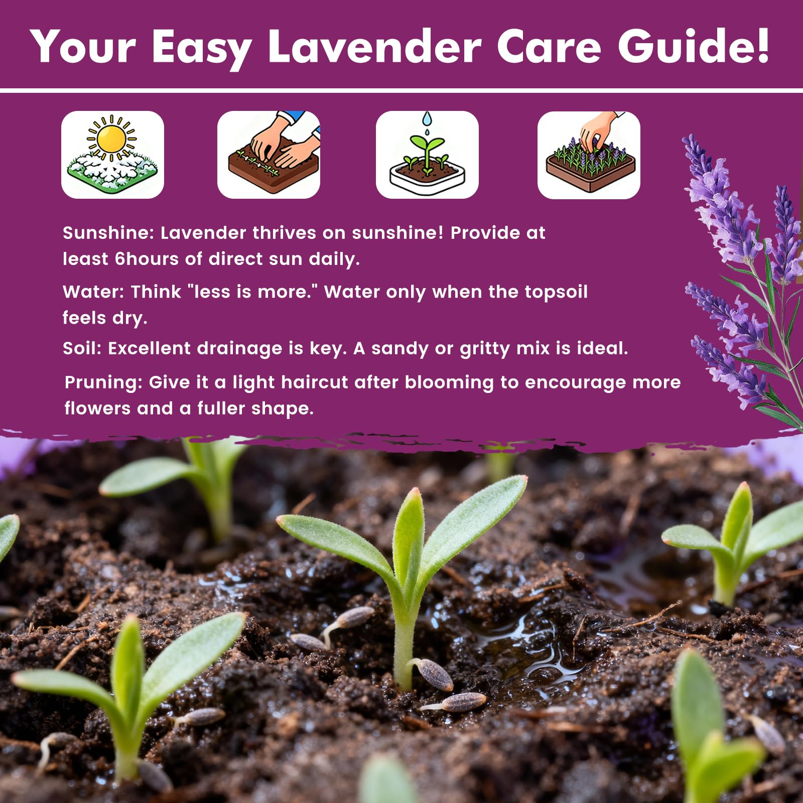 PLANTMEW lavender seeds enable dried bouquets and crafts.