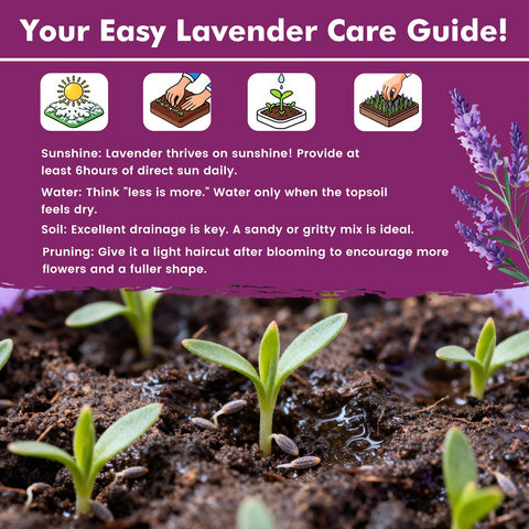PLANTMEW lavender seeds enable dried bouquets and crafts.
