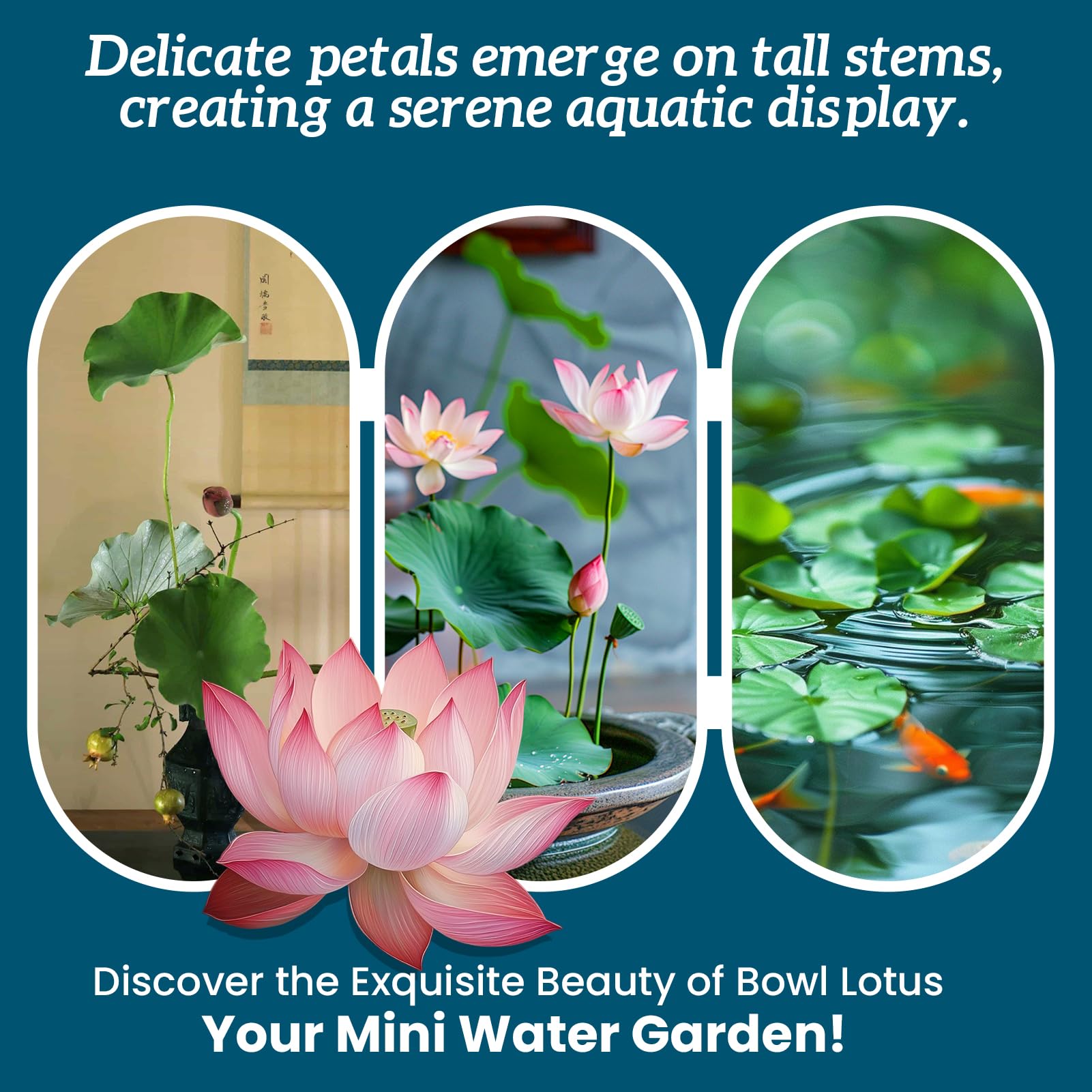 PLANTMEW lotus flowers close-up displaying pink, purple, and red variety.