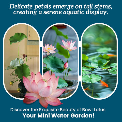 PLANTMEW lotus flowers close-up displaying pink, purple, and red variety.