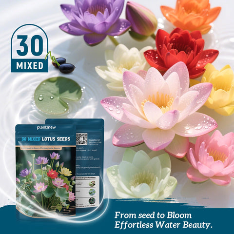 PLANTMEW lotus seeds shown in indoor and outdoor planting scenarios.