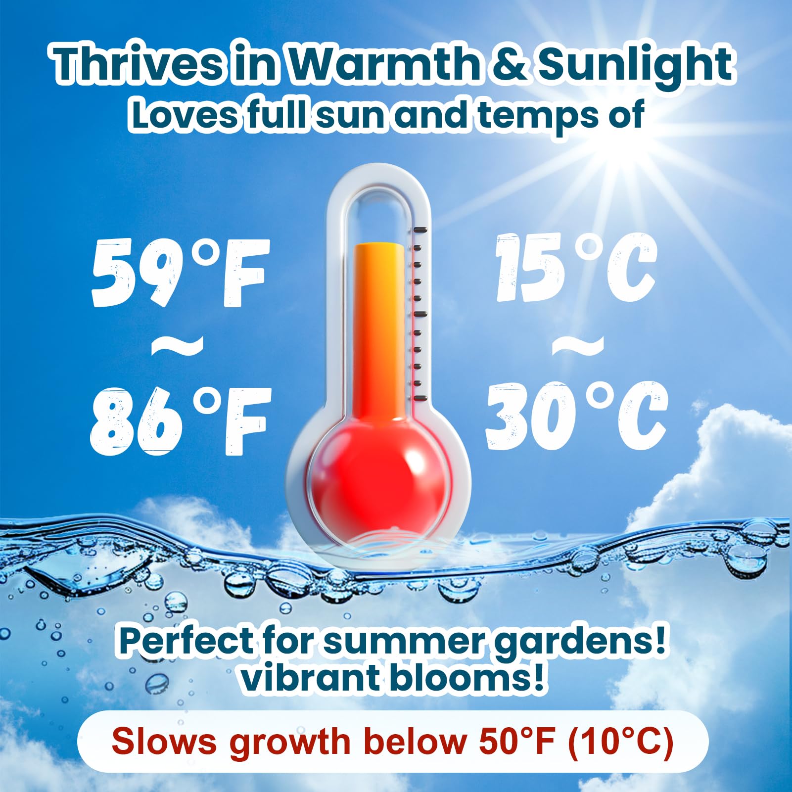 PLANTMEW non-GMO lotus seeds suitable for beginner germination in water.