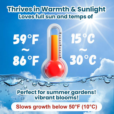 PLANTMEW non-GMO lotus seeds suitable for beginner germination in water.