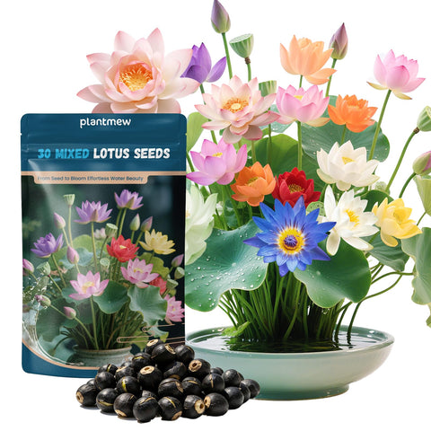 PLANTMEW lotus seeds in water-start setup for easy aquatic gardening.