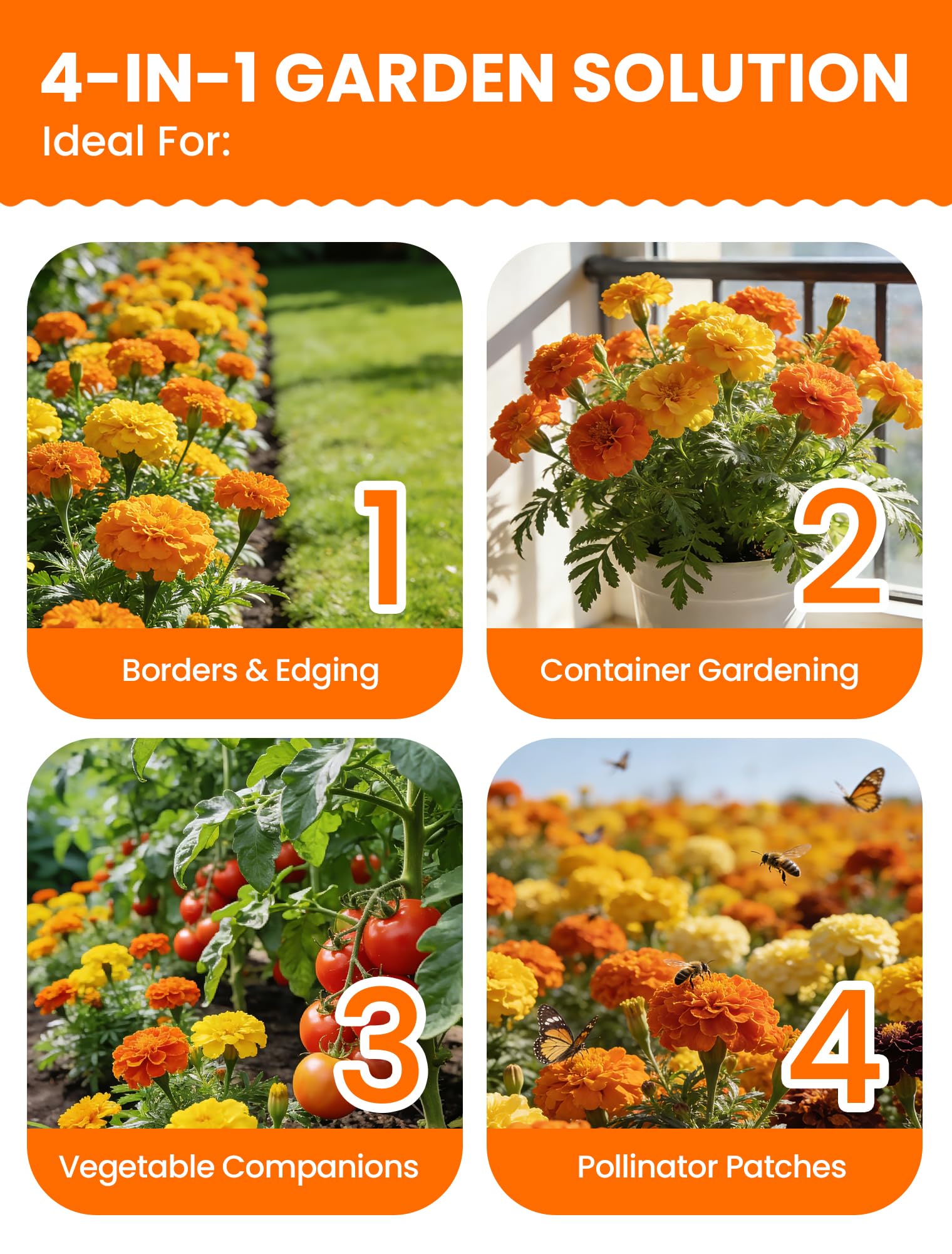Bees and butterflies visit PLANTMEW marigolds, a pollinator-friendly choice.