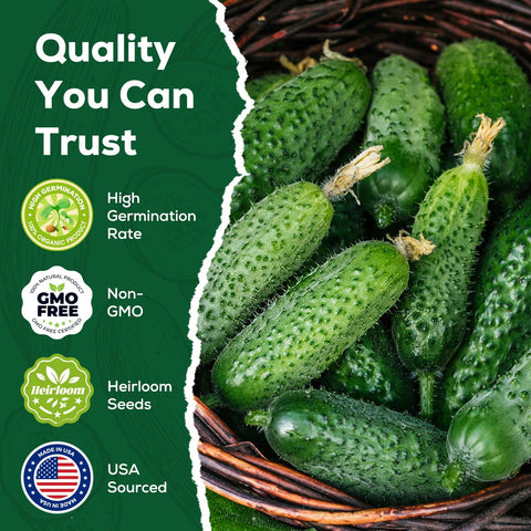 PLANTMEW Marketmore cucumber harvest on vine offers fresh slicing opportunities.