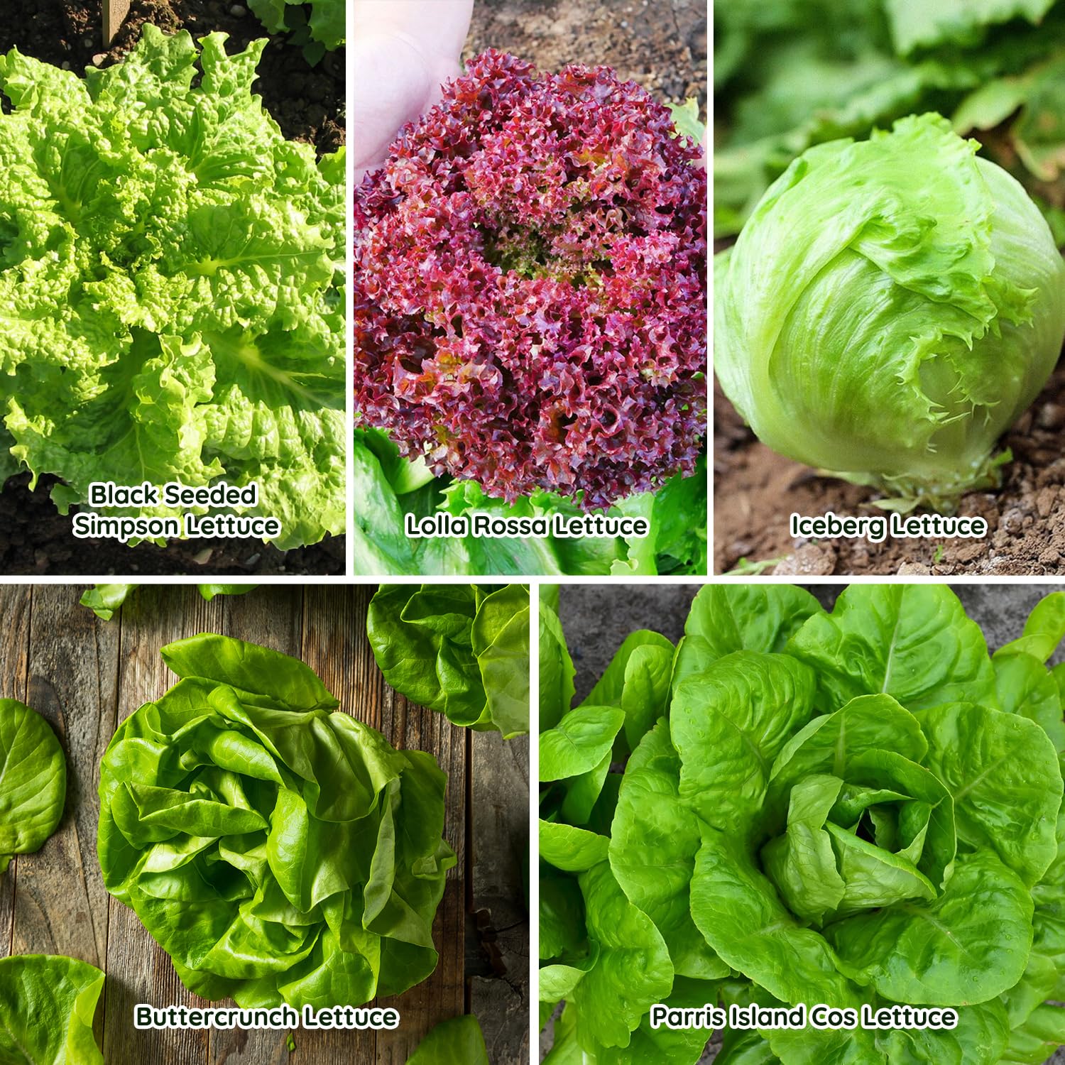 PLANTMEW mixed lettuce varieties ready for fresh salads