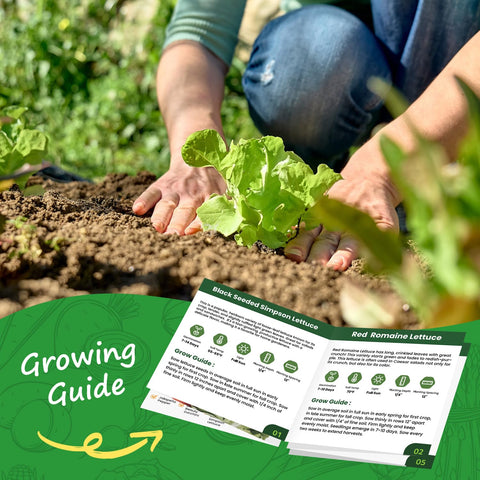 PlantMew non-gmo open-pollinated seeds – trusted heirloom quality