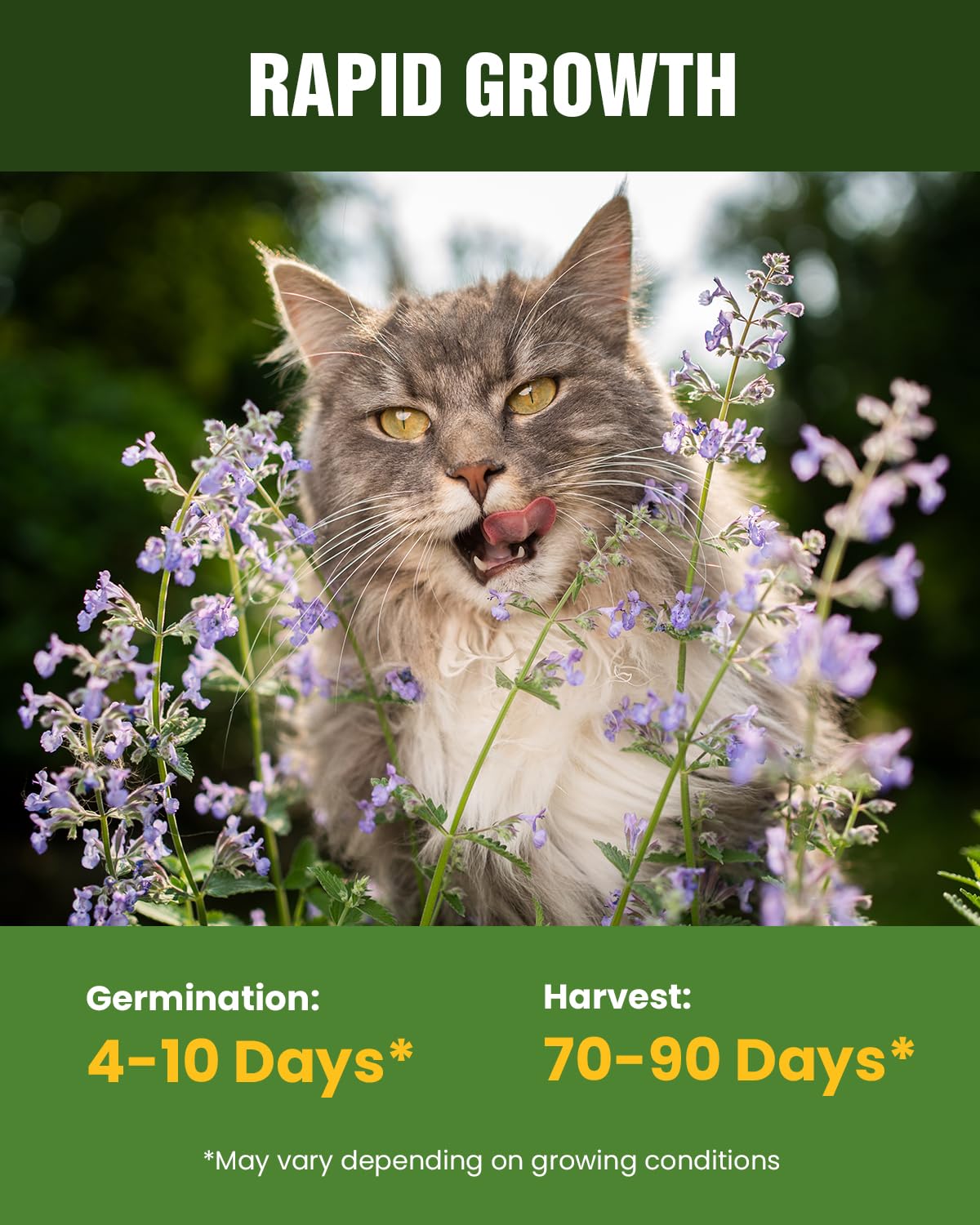 PLANTMEW oat-barley blend sprouts supporting natural hairball awareness
