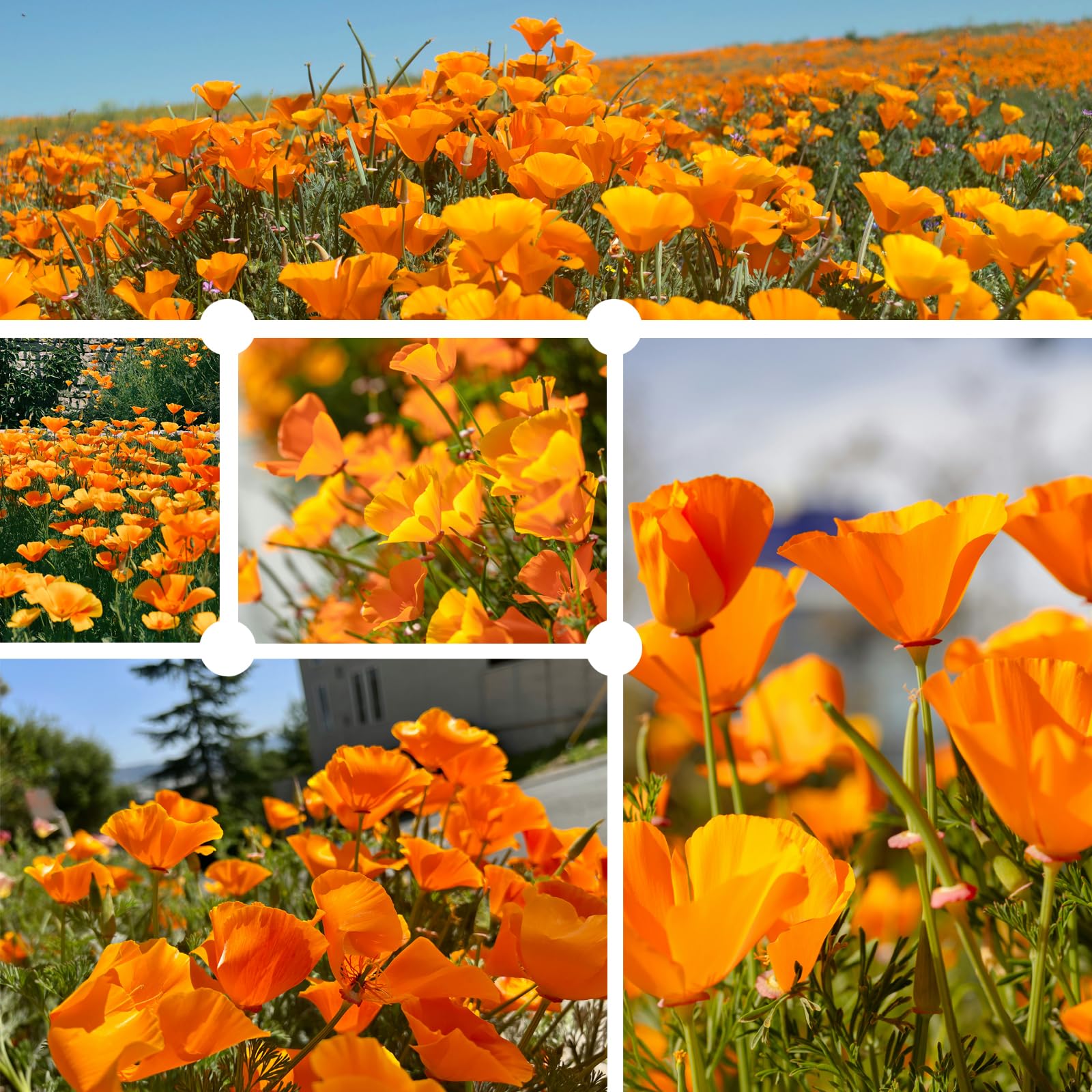 PLANTMEW orange poppy bloom closeup highlighting vibrant color and pollinator lure.