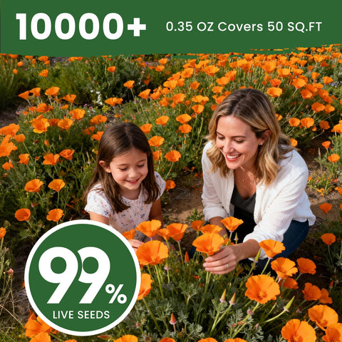 PLANTMEW orange poppy garden border display for vivid seasonal color.