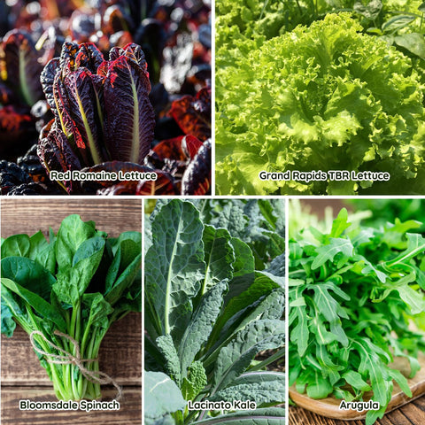 PLANTMEW vibrant greens on a plate for daily meals