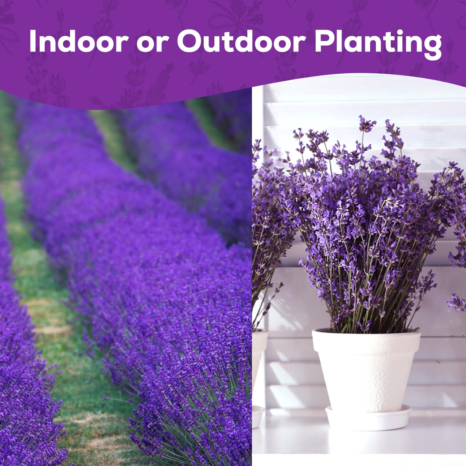 PLANTMEW lavender attracts pollinators to a sunny garden bed.