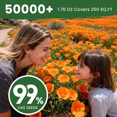 PLANTMEW orange poppies attract bees and butterflies in a pollinator-friendly garden.